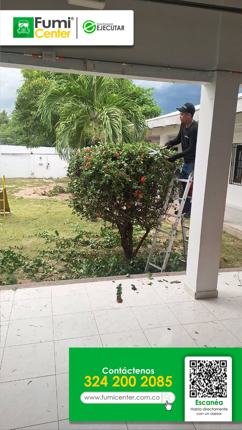 Jardinero de FumiCenter podando un arbusto florecido desde una escalera en el jardín de una casa en Santa Marta