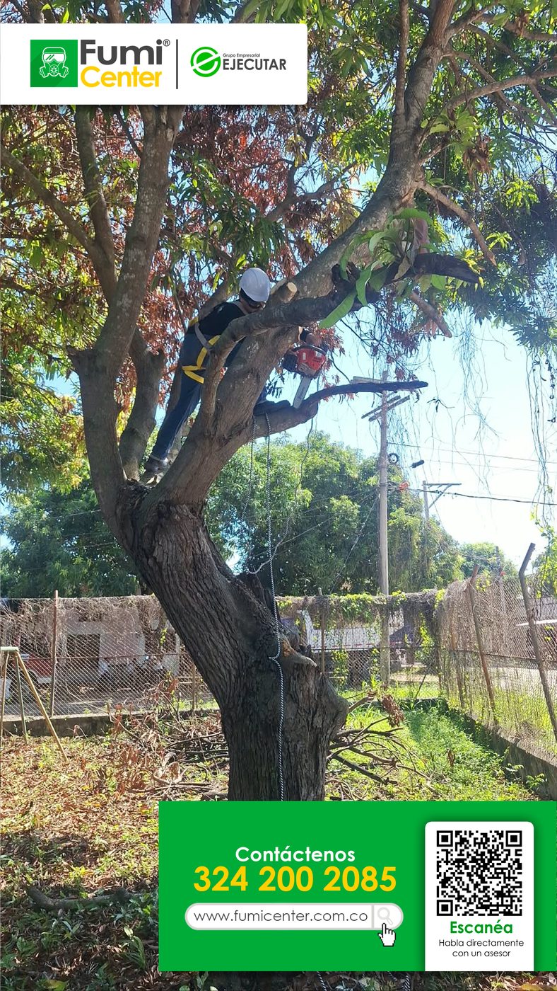 Podador de FumiCenter con arnés y motosierra podando las ramas de un árbol en altura en Santa Marta
