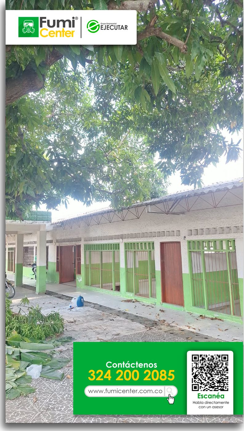 Árbol de mango podado por FumiCenter junto al corredor de una institución en Santa Marta