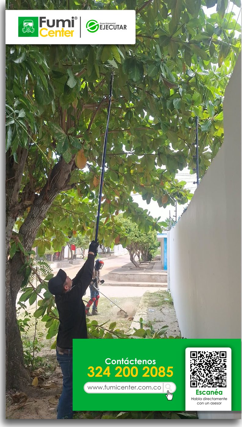 Podador de FumiCenter cortando ramas altas de un árbol con pértiga junto a un muro en Santa Marta